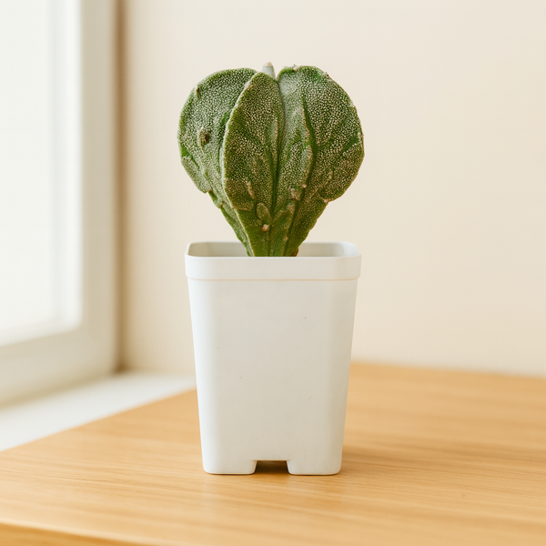 Combo of 2 Different Astrophytum Fukuryu