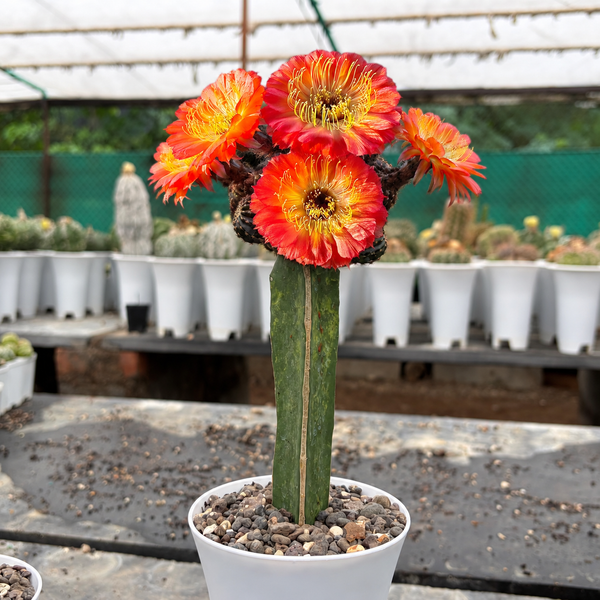 Combo of 2 Flowering Cactus – Lobivia & Sulcorebutia