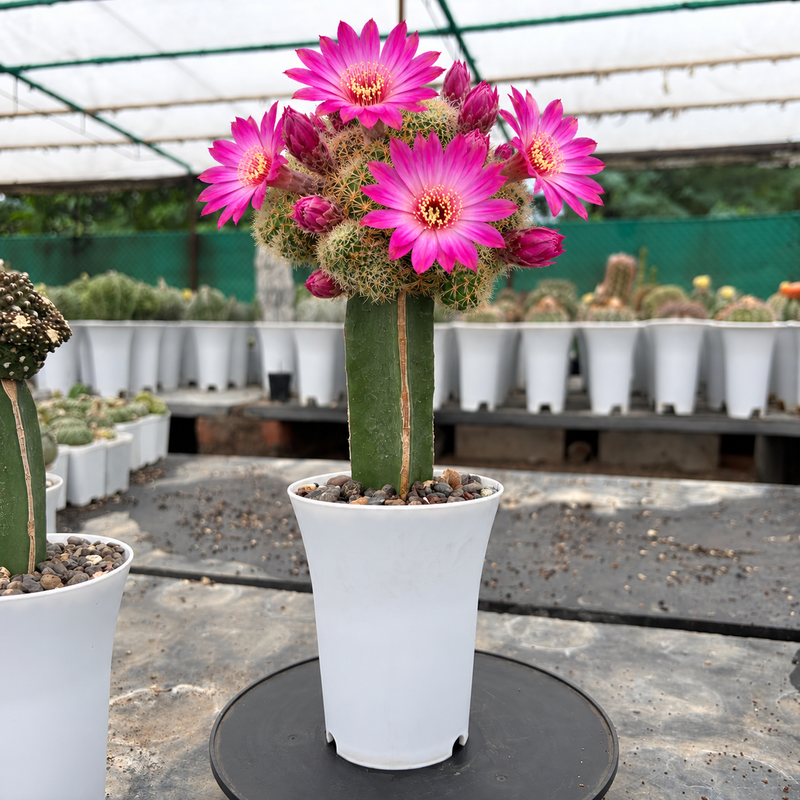 Combo of 2 Flowering Cactus – Lobivia & Sulcorebutia