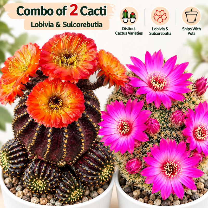 Combo of 2 Flowering Cactus – Lobivia & Sulcorebutia