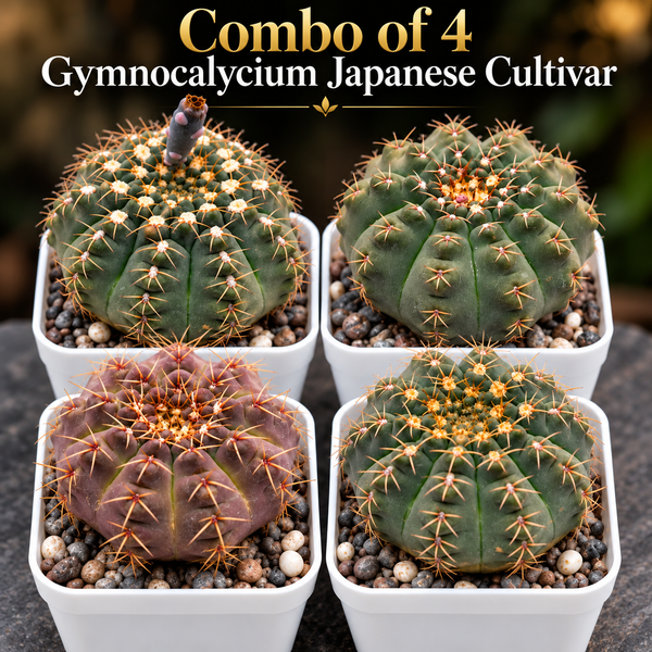 Combo of 4 Gymnocalycium Japanese Cultivar – Different Varieties