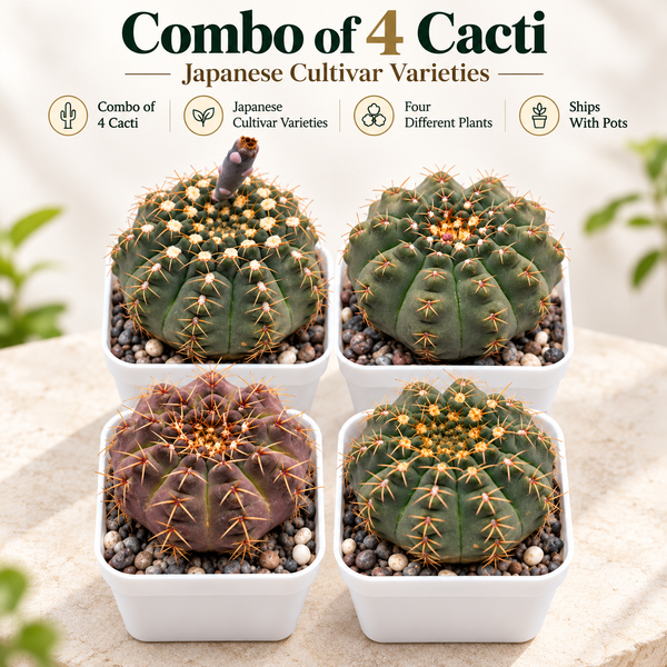 Combo of 4 Gymnocalycium Japanese Cultivar – Different Varieties