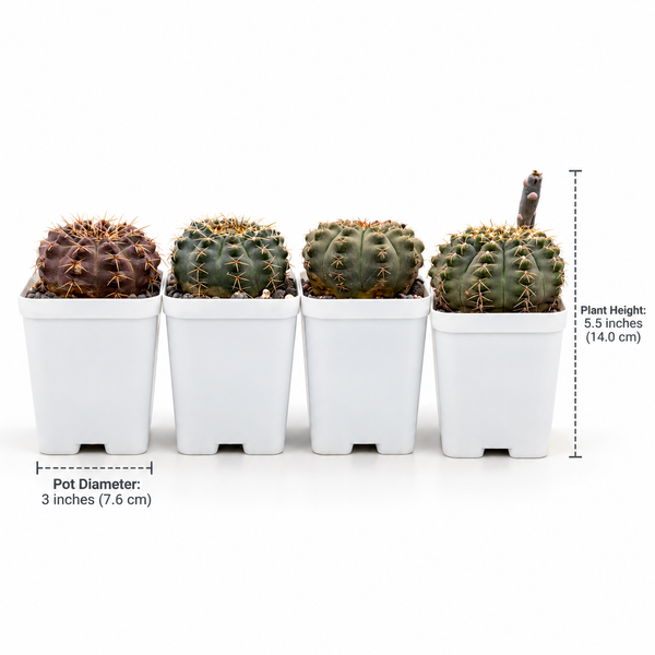 Combo of 4 Gymnocalycium Japanese Cultivar – Different Varieties