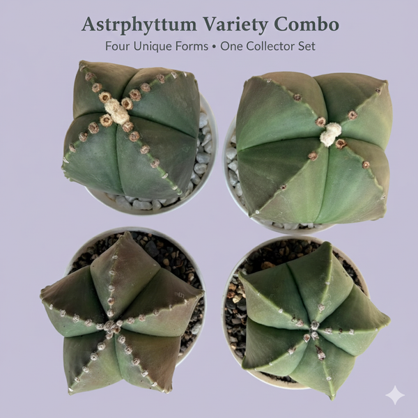 Combo different 4 patterns of   Astrophytum nudam -cactus combo