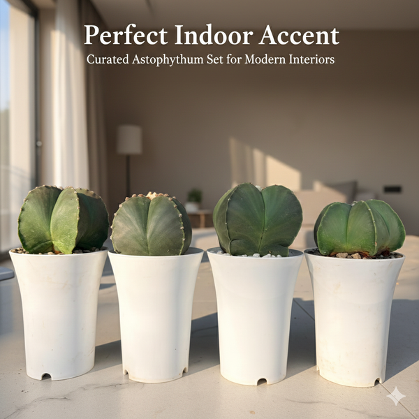 Combo different 4 patterns of   Astrophytum nudam -cactus combo