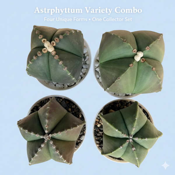 Combo different 4 patterns of   Astrophytum nudam -cactus combo