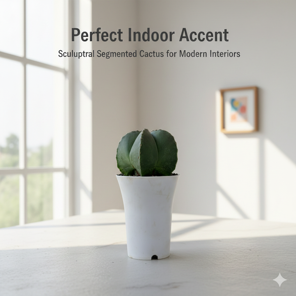 Combo different 4 patterns of   Astrophytum nudam -cactus combo