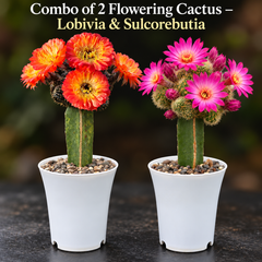 Combo of 2 Flowering Cactus – Lobivia & Sulcorebutia