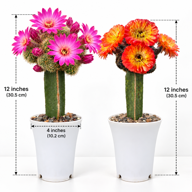 Combo of 2 Flowering Cactus – Lobivia & Sulcorebutia