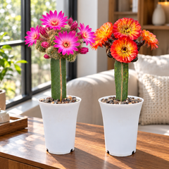 Combo of 2 Flowering Cactus – Lobivia & Sulcorebutia
