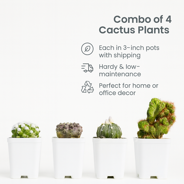 Combo of 4 Cactus