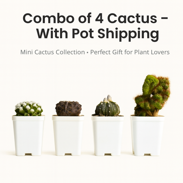 Combo of 4 Cactus