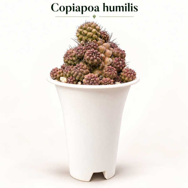 Copiapoa humilis c.617