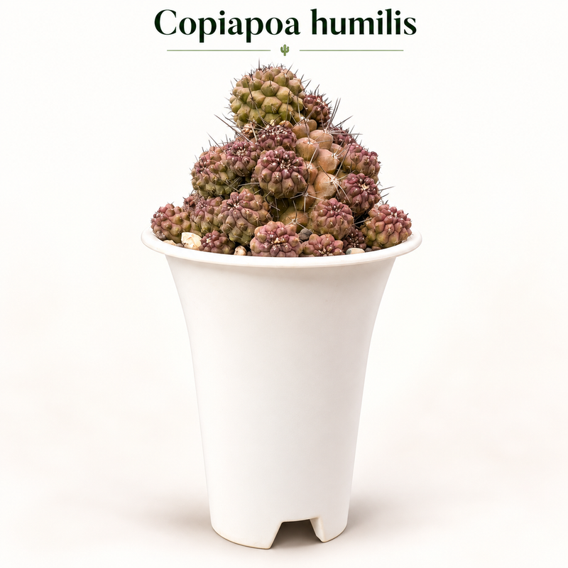 Copiapoa humilis c.617