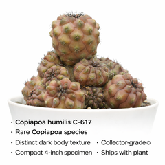 Copiapoa humilis c.617
