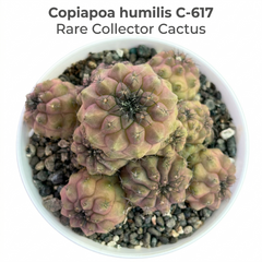 Copiapoa humilis c.617