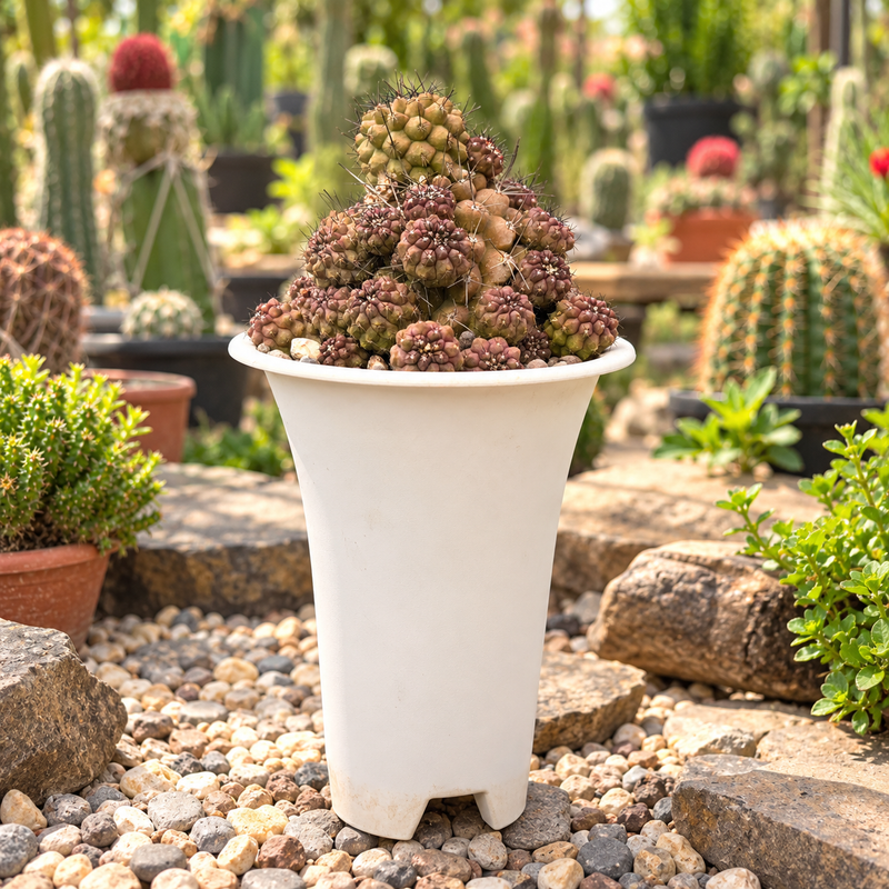 Copiapoa humilis c.617