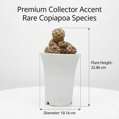 Copiapoa humilis c.617