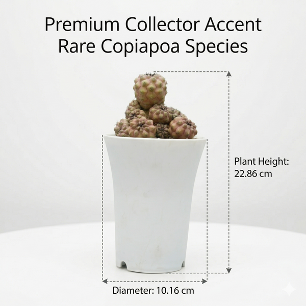 Copiapoa humilis c.617