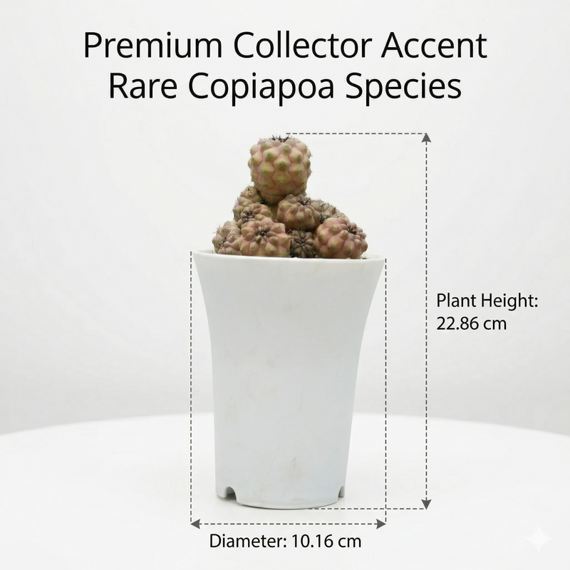 Copiapoa humilis c.617