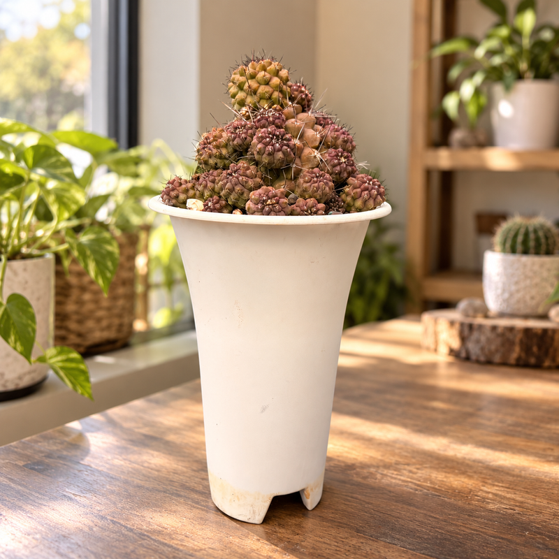 Copiapoa humilis c.617