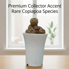 Copiapoa humilis c.617