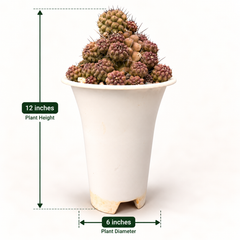 Copiapoa humilis c.617