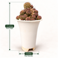 Copiapoa humilis c.617