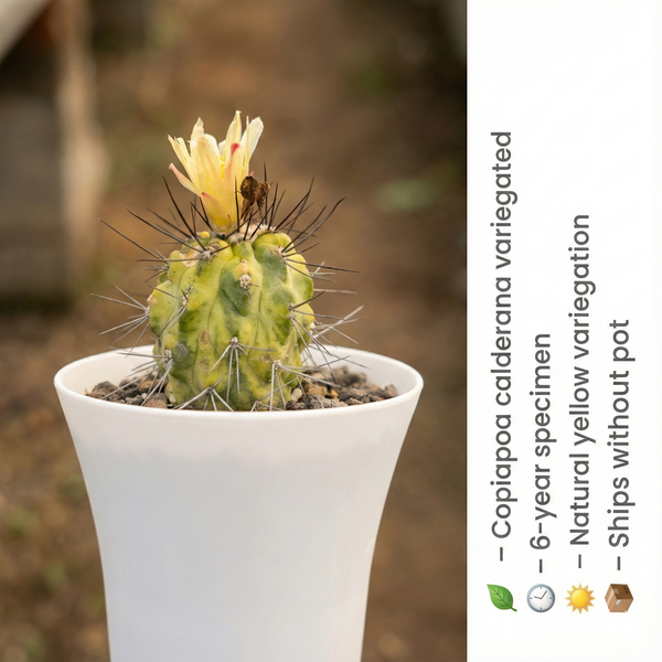 Copiapoa calderana variegated
