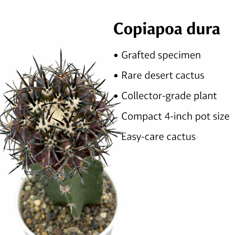 Copiapoa dura