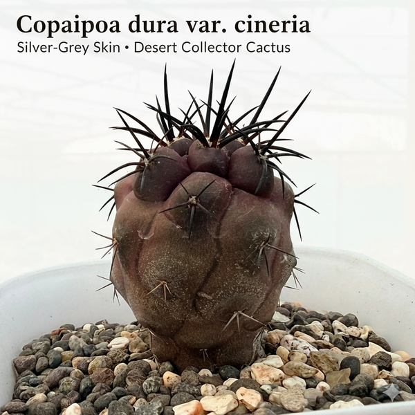 Copiapoa dura var. cinerea