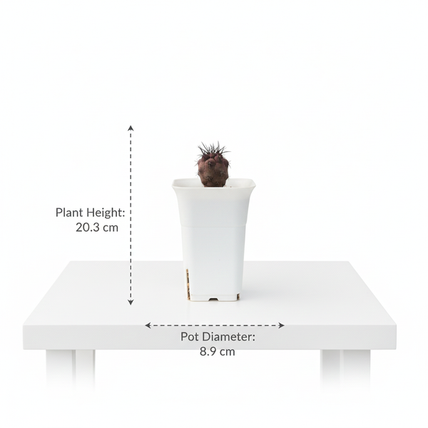 Copiapoa dura var. cinerea