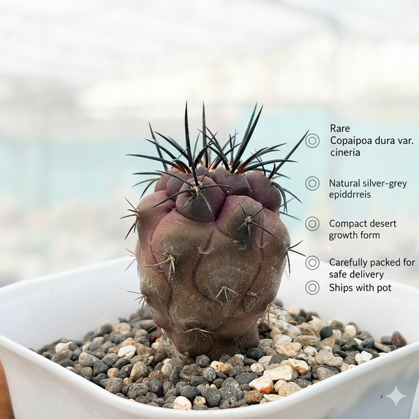 Copiapoa dura var. cinerea