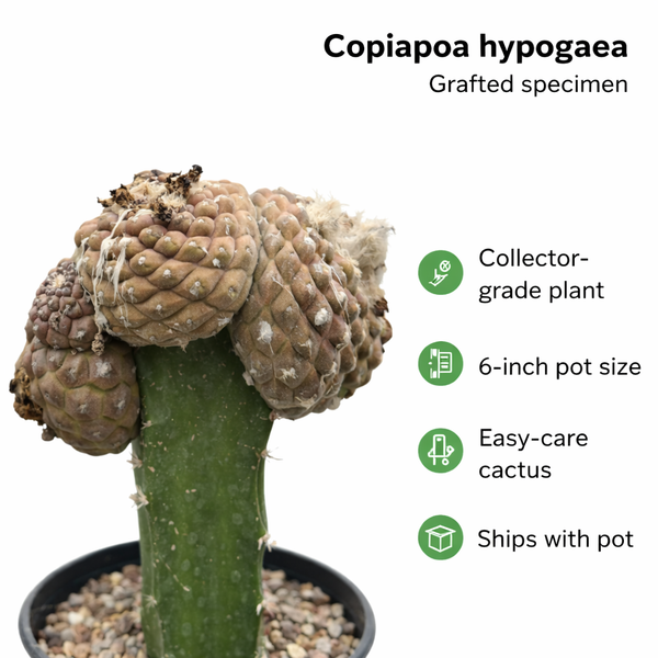 Copiapoa hypogaea
