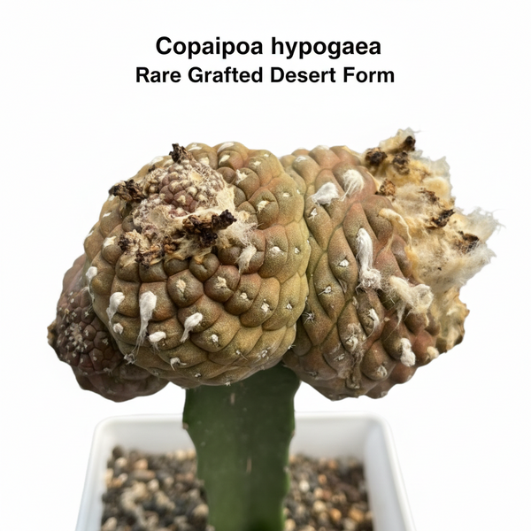 Copiapoa hypogaea