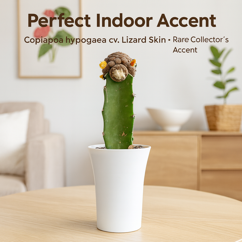 Copiapoa hypogaea cv. Lizard Skin