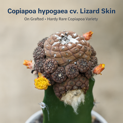 Copiapoa hypogaea cv. Lizard Skin