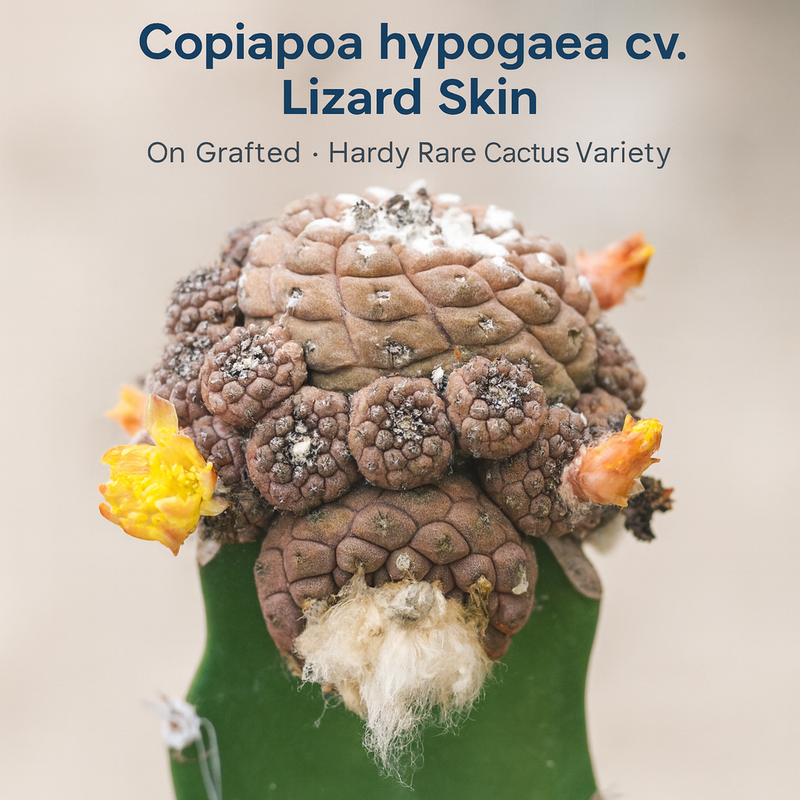 Copiapoa hypogaea cv. Lizard Skin