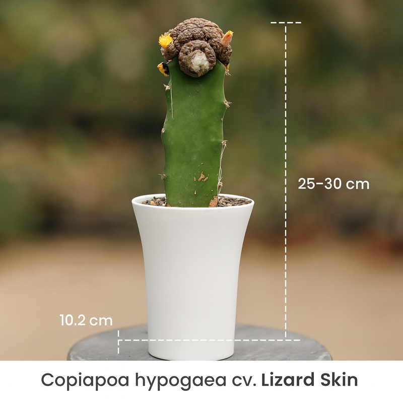 Copiapoa hypogaea cv. Lizard Skin