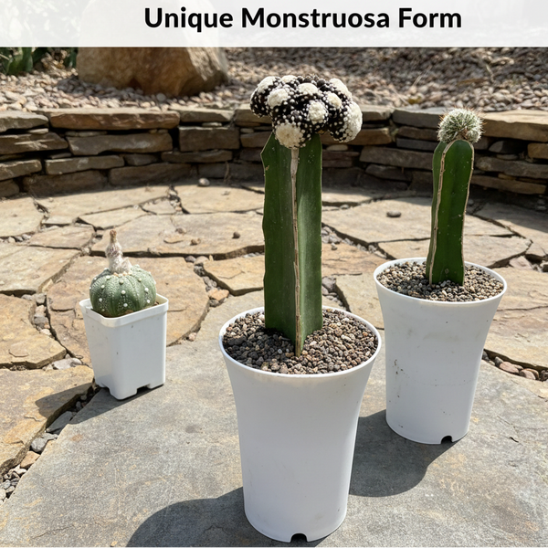 copiapoa tenuissima f. monstruosa