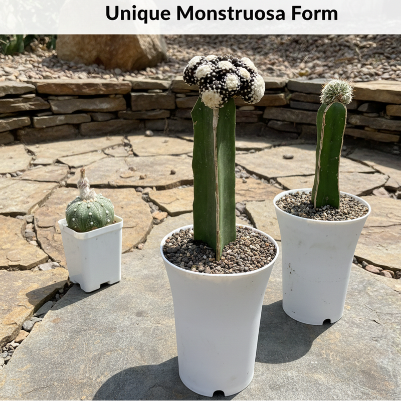 copiapoa tenuissima f. monstruosa