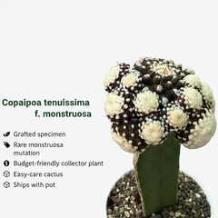 copiapoa tenuissima f. monstruosa