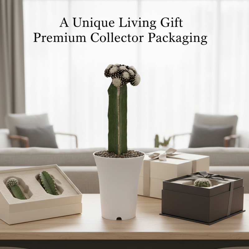 copiapoa tenuissima f. monstruosa