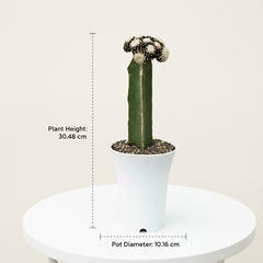 copiapoa tenuissima f. monstruosa