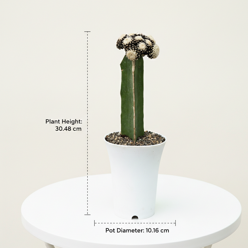 copiapoa tenuissima f. monstruosa