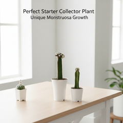 copiapoa tenuissima f. monstruosa