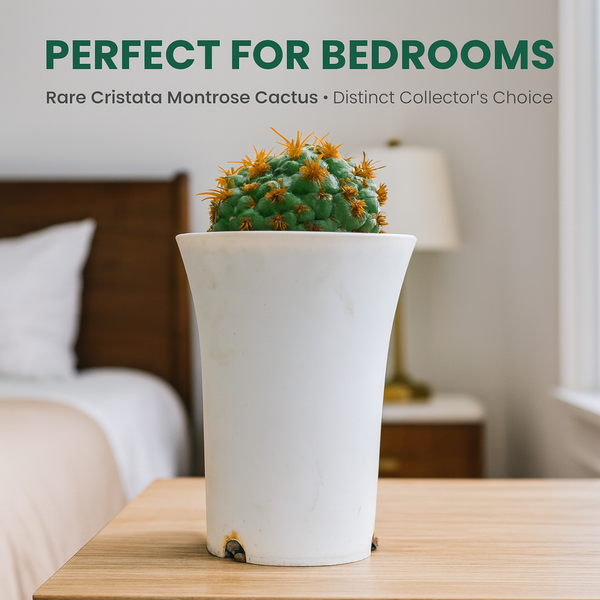 Coryphantha elephantidens thorn cristata montrose