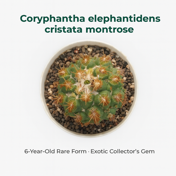 Coryphantha elephantidens thorn cristata montrose