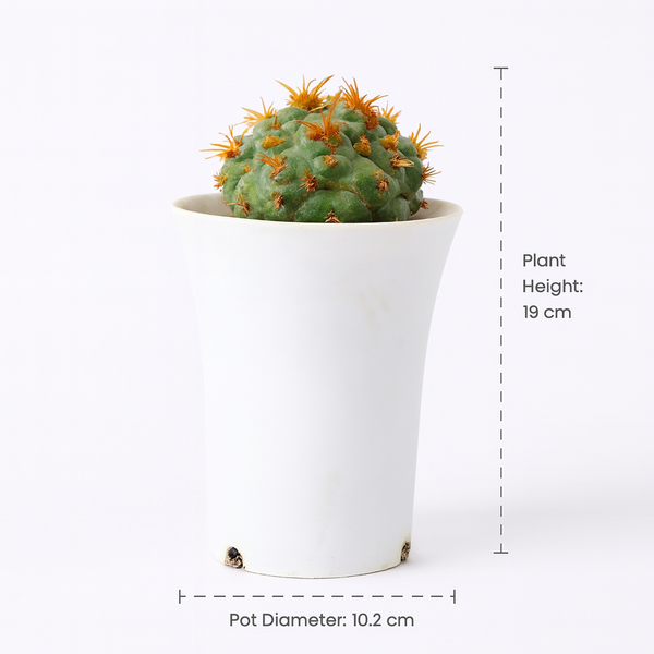 Coryphantha elephantidens thorn cristata montrose