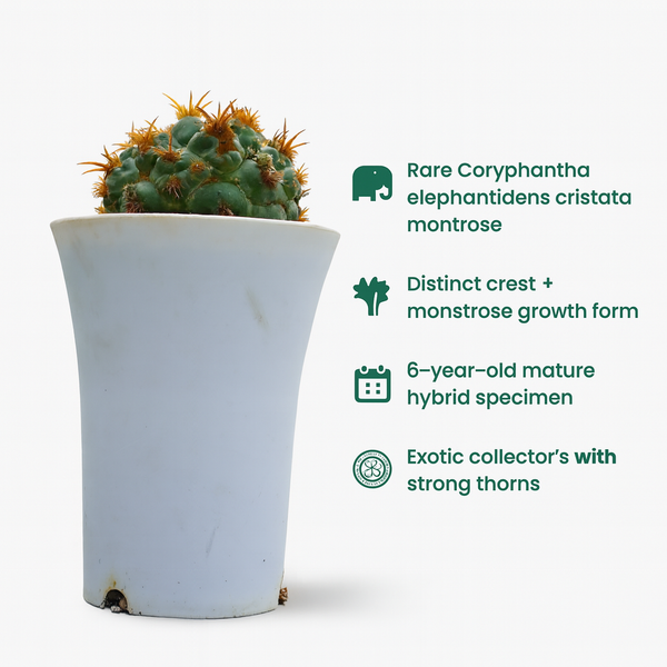 Coryphantha elephantidens thorn cristata montrose